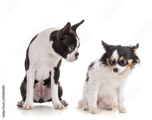 Young Boston terrier with chihuahua © emmapeel34