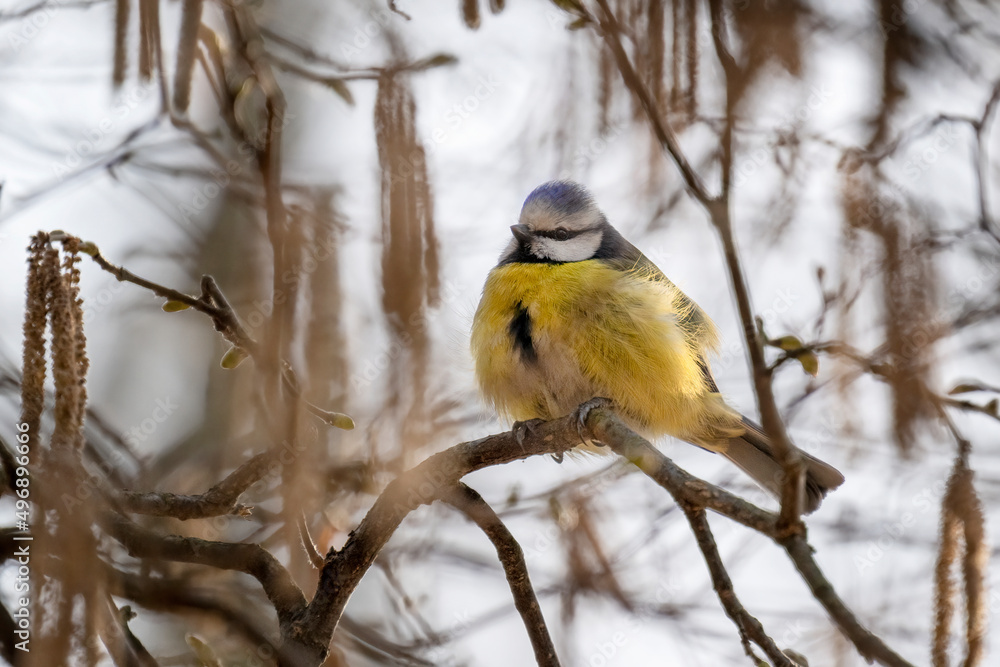 Fototapeta premium Blue Tit sits on a branch in the park on a tree and rests.