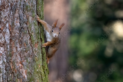 A squirrel in the park jumps on the branches and searches for food. © Martin