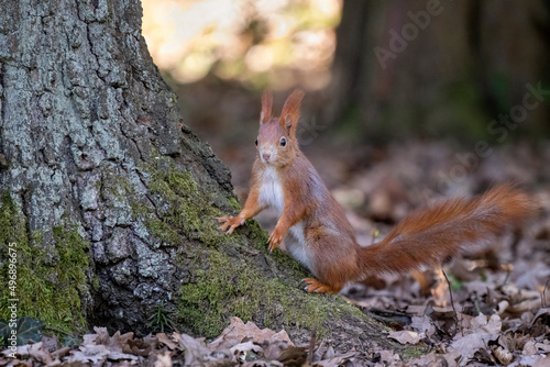 Cute squirrels run around the park looking for nuts. © Martin
