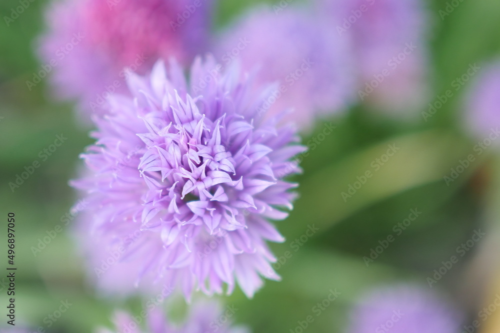 Schnittlauchblüte Schnittlauchblüte