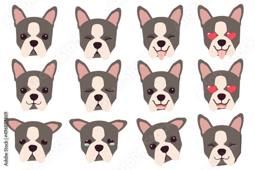 Set of Boston terrier dog emotions. Funny Smiling and angry, sad and delight dog. Face of dog cartoon emoji. Illustration about kawaii animal and pet in flat vector style.