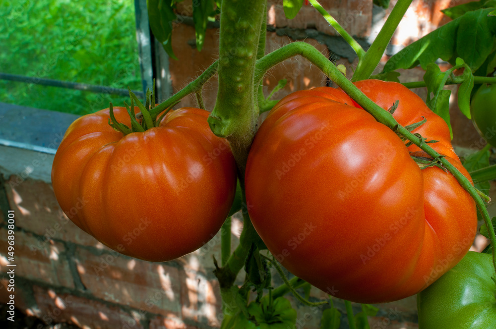 delicious and red tomatoes natural delicious and red tomatoes natural