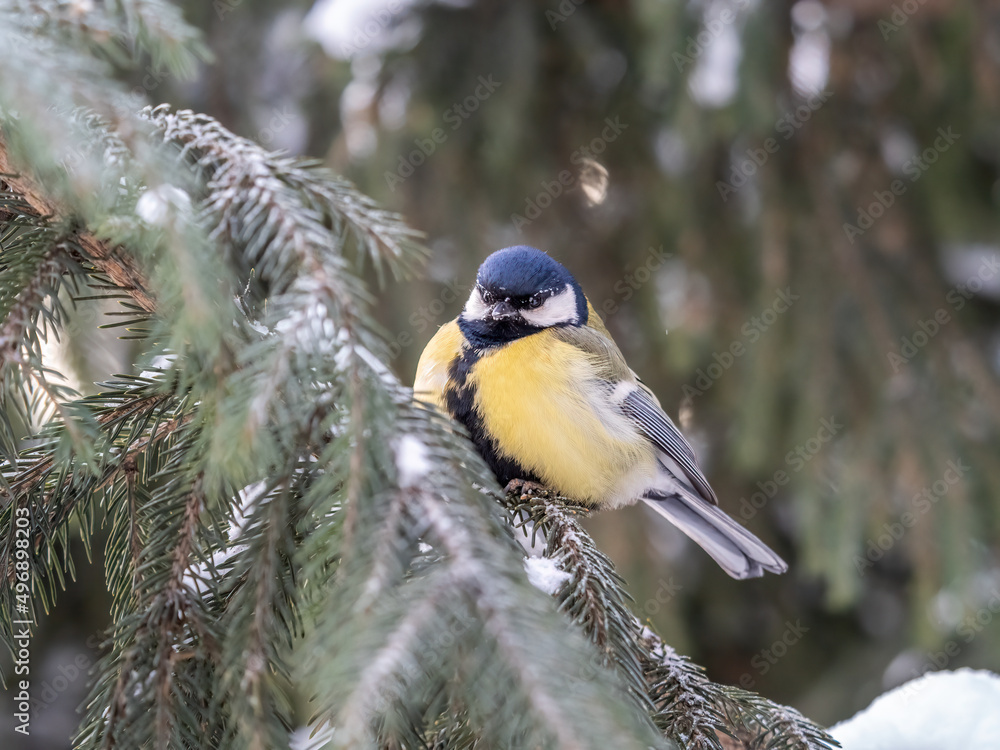 Obraz premium Cute bird Great tit, songbird sitting on the fir branch with snow in winter