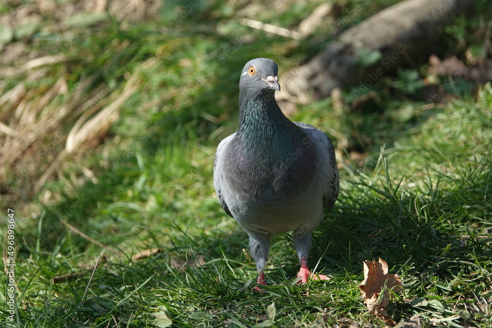 feral pigeon (Columba livia domestica) also known as city doves feral pigeon (Columba livia domestica) also known as city doves