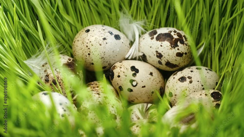 Quail eggs, rotation shot, Quail fresh raw eggs.Healthy fresh food ingredients for breakfast. Animal products. Grocery. Quail farm fresh eggs Quail eggs, rotation shot, Quail fresh raw eggs.Healthy fresh food ingredients for breakfast. Animal products. Grocery. Quail farm fresh eggs