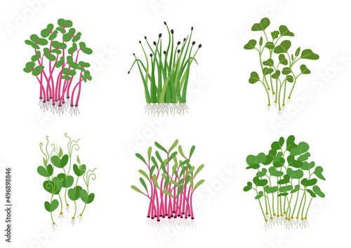 Set of different sprouted grains and micro greens vector flat illustration. Collection of edible plants for healthy nutrition isolated on white. Ingredients with green leaves for food