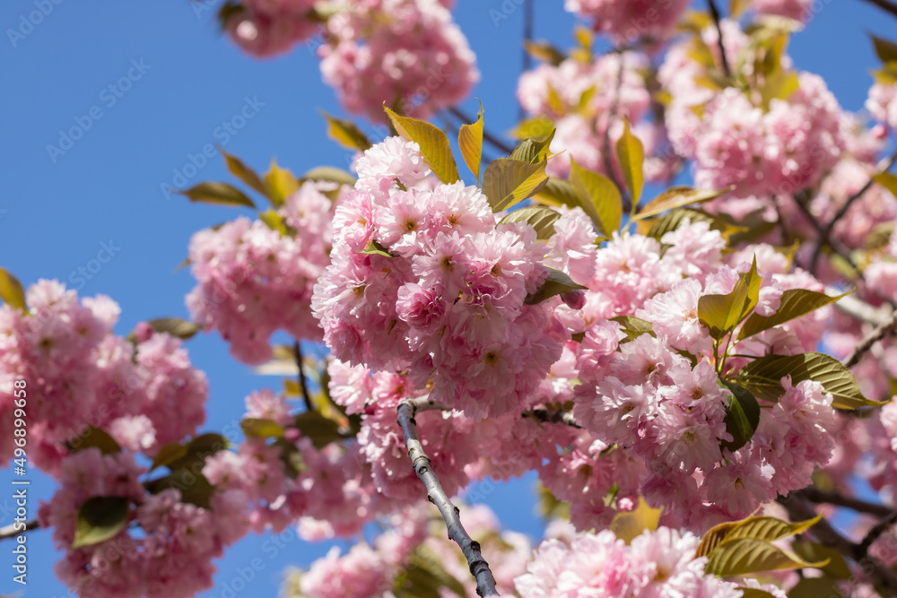 Sakura flowers during spring season in the park. Beautiful branches of pink japanese cherry blossoms on the tree under blue sky in sunny day. Flora pattern nature texture background. Sakura flowers during spring season in the park. Beautiful branches of pink japanese cherry blossoms on the tree under blue sky in sunny day. Flora pattern nature texture background.
