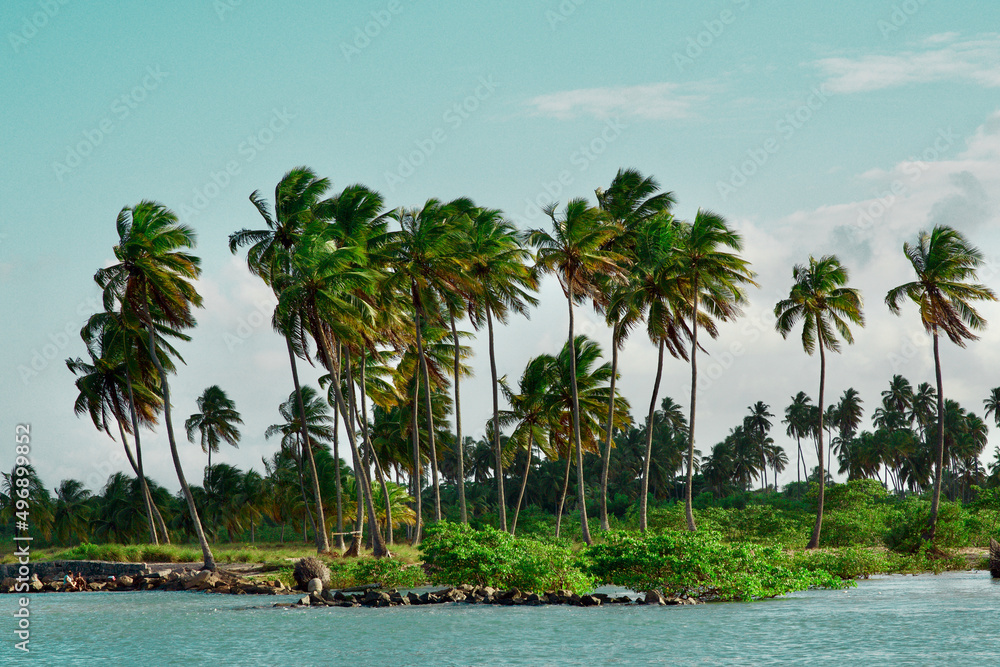palm trees on the the island on the beach porto de gallinas brasil
