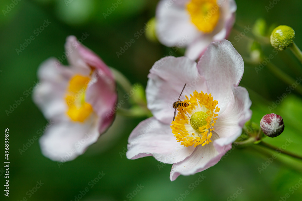 wilde blühende Christrosen (Nieswurz) im Spätsommer wilde blühende Christrosen (Nieswurz) im Spätsommer