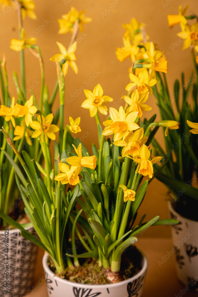 Obraz premium Bunch of potted, fresh, yellow Narcissus flowers