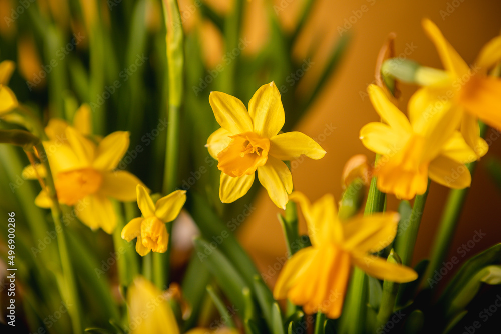 Bunch of potted, fresh, yellow Narcissus flowers