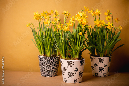 Wallpaper Mural Bunch of potted, fresh, yellow Narcissus flowers Torontodigital.ca