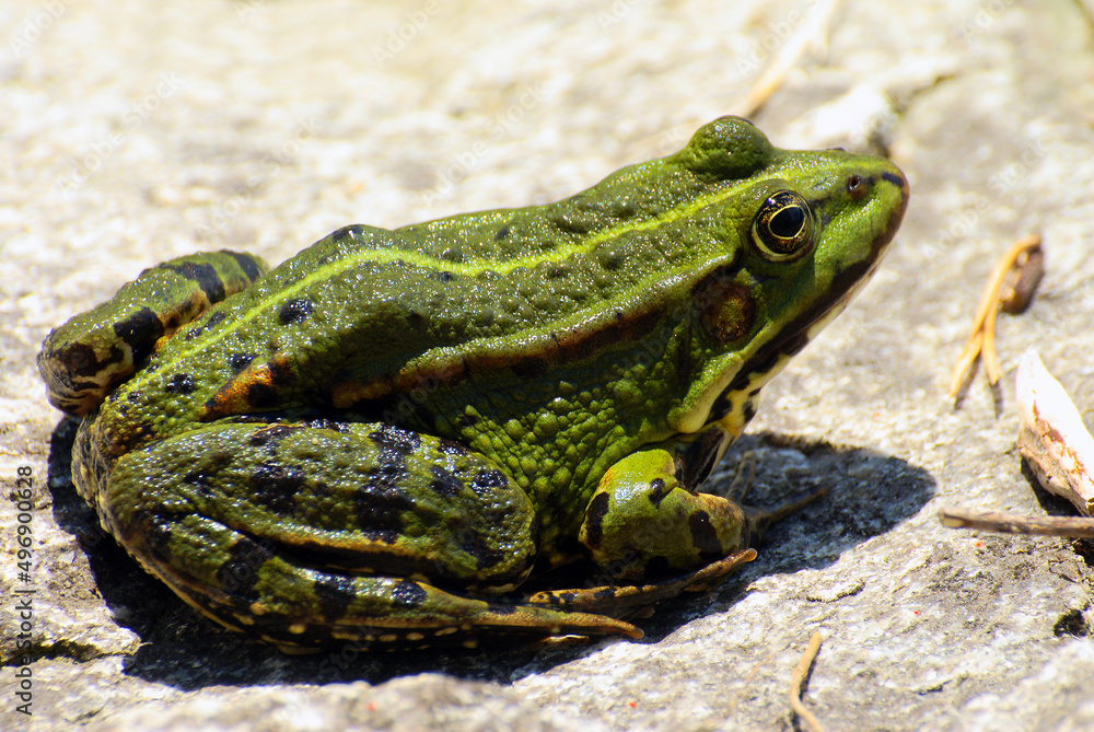 Obraz premium edible frog or green frog or Common water european frog