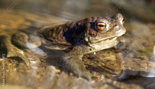 Common or European toad brown colored in latin bufo bufo