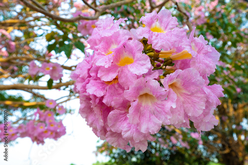 Closed-up beautiful pink trumpet tree or tabebuia rosea in full spring flower blooming at Kamphaeng Saen, Nakhon Pathom province, Thailand. sensitive focus.