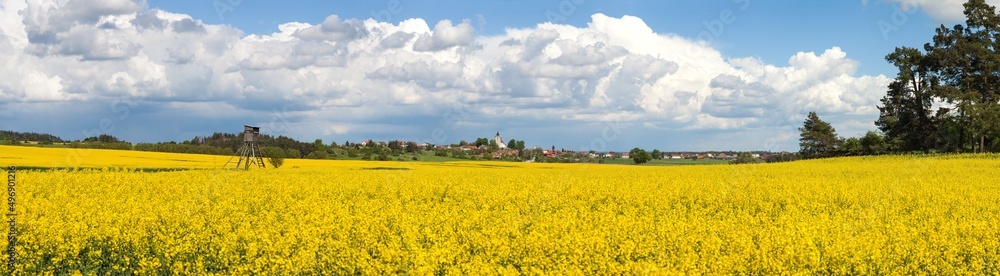 Rapeseed canola colza yellow field Brassica Napus