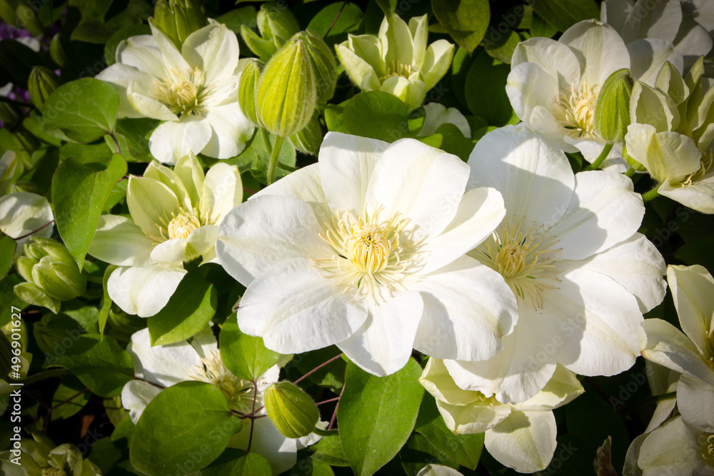 Clematis Guernsey Cream - clematis blooming - beautiful white flowers Clematis Guernsey Cream - clematis blooming - beautiful white flowers