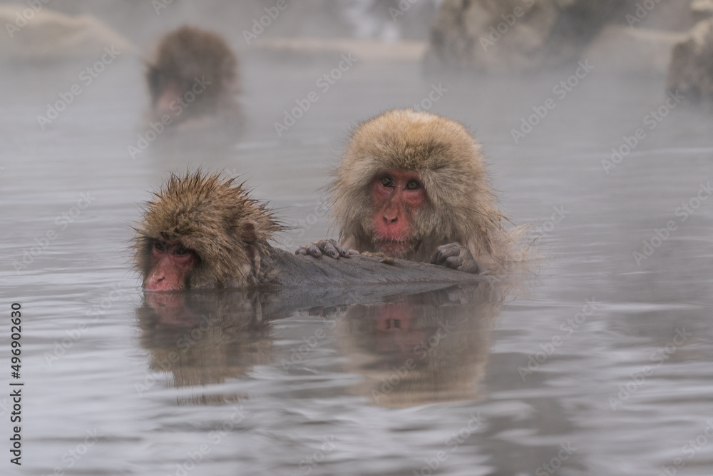 Naklejka premium The Japanese macaque (Macaca fuscata)