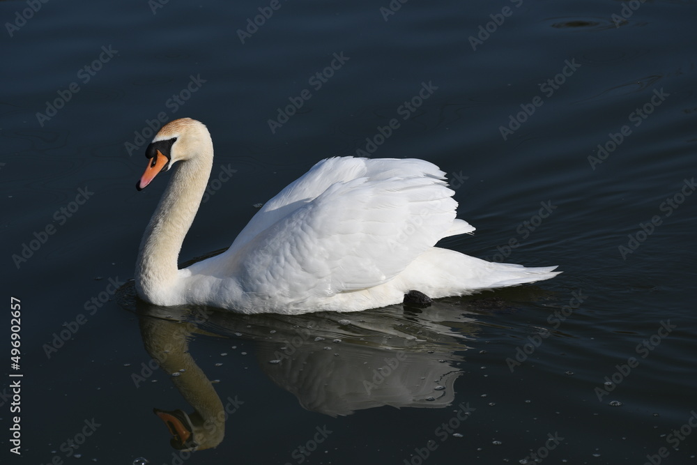 Naklejka premium swan on the water 2