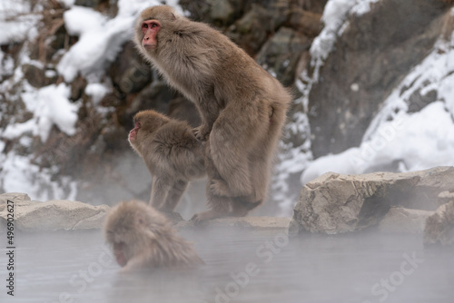 Billede på lærred The Japanese macaque (Macaca fuscata)