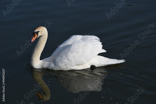 Fototapeta Naklejka Na Ścianę i Meble -  swan on the water 2