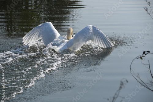 swan in the lake