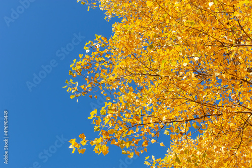 golden foliage of trees against the blue sky