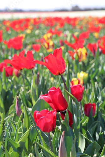 tulipes  Jonqui  re  France