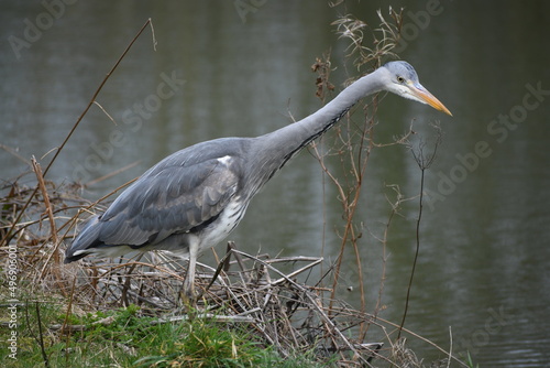 Grey Heron