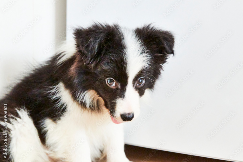 border collie puppy