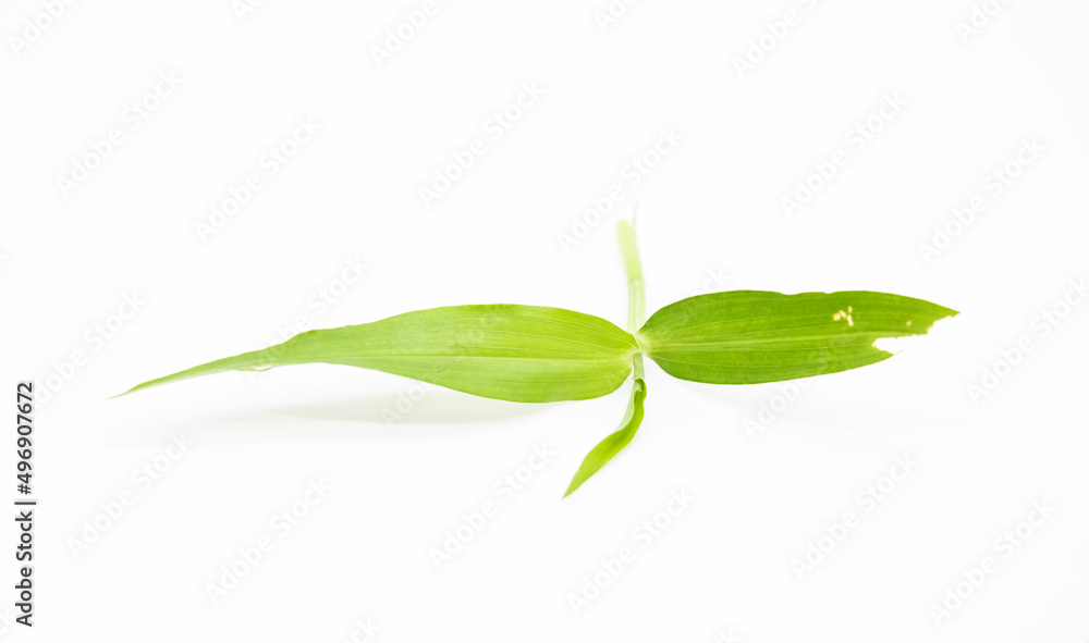 Fototapeta premium small leaves, green leaf isolate on white background