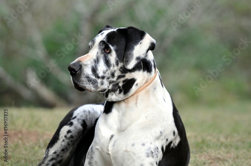 Harlequin Great Dane - Jemma 