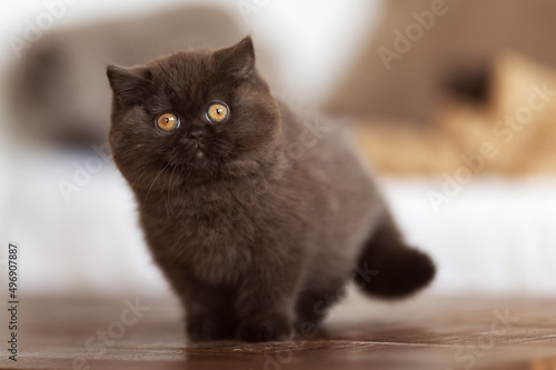 Beeindruckende Britisch Kurzhaar Katzen - Kitten