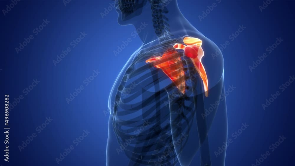 Scapula Animation Human Skeleton System Scapula Bone Joints Anatomy Animation Concept ...