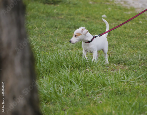 Close-up of an adorable Jack Russell terrier puppy playing in the grass
