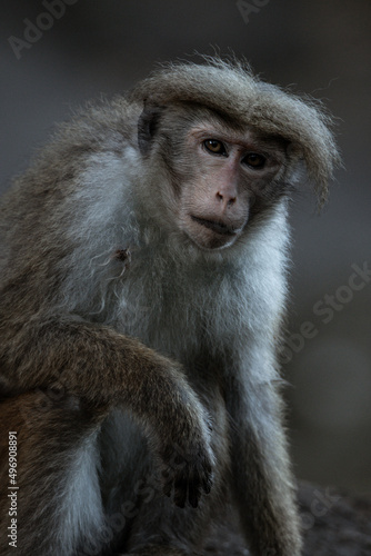 Close-up portrait of a brown macaque with a sad facial expression and her eyes staring at camera.