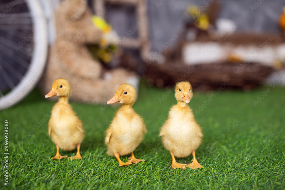 Yellow ducklings walk on green grass Yellow ducklings walk on green grass