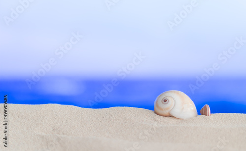 Concha en arena con mar desenfocado 