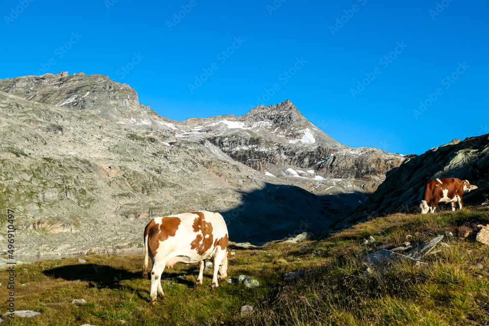 Cattle grazing on Moelltaler glacier in the High Tauern Alps in Carinthia, Austria, Europe. High altitude farming in Hohe Tauern National Park. Alpine meadow with view on Hoher Sonnblick. Fresh air