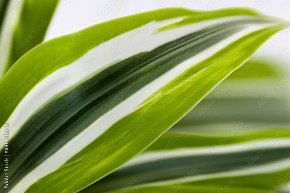 soft blurred green, white leaf as background. Beautiful leaf background. Cover pages, close-up of macro with copy space for text. Greeting card, postcard, banner, cover, mockup, for your design soft blurred green, white leaf as background. Beautiful leaf background. Cover pages, close-up of macro with copy space for text. Greeting card, postcard, banner, cover, mockup, for your design