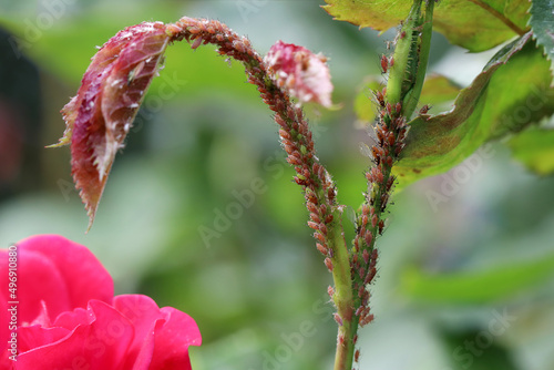A lot of aphids sit on the stem of the rose and suck the juices out. Diseases and problems of roses. Macrosiphum rosae, the rose aphid, is a species of sap-sucking aphids in the subfamily Aphidinae.