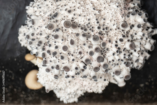 Mycelium Texture. Macro. Oyster Mushroom Cultivation. Mushroom's Mycelium Close-up. Cultivating Organic Mushrooms. Growing Natural Vegan Food.