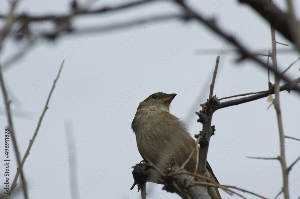Obraz premium A Female House Sparrow in a Tree