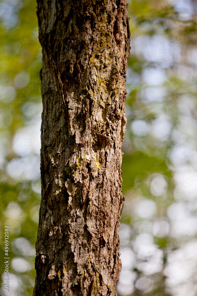 Various tree trunks shot along a hiking trail in Ontario.