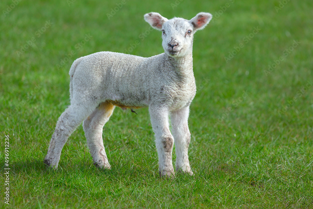 Close up of a newborn lamb with happy, smiley face in Springtime. Facing forward in green meadow. Yorkshire Dales, UK. Horizontal. Copy space. Close up of a newborn lamb with happy, smiley face in Springtime. Facing forward in green meadow. Yorkshire Dales, UK. Horizontal. Copy space.