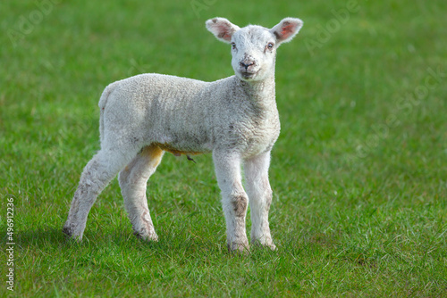 Close up of a newborn lamb with happy, smiley face in Springtime.  Facing forward in green meadow.  Yorkshire Dales, UK. Horizontal.  Copy space. © Moorland Roamer