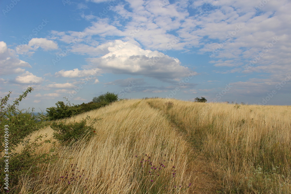 Hill path in summer time