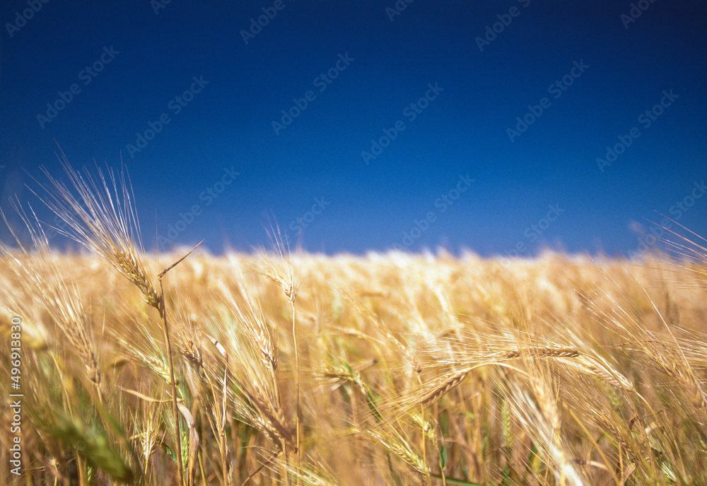 Wheat plantation, Spain