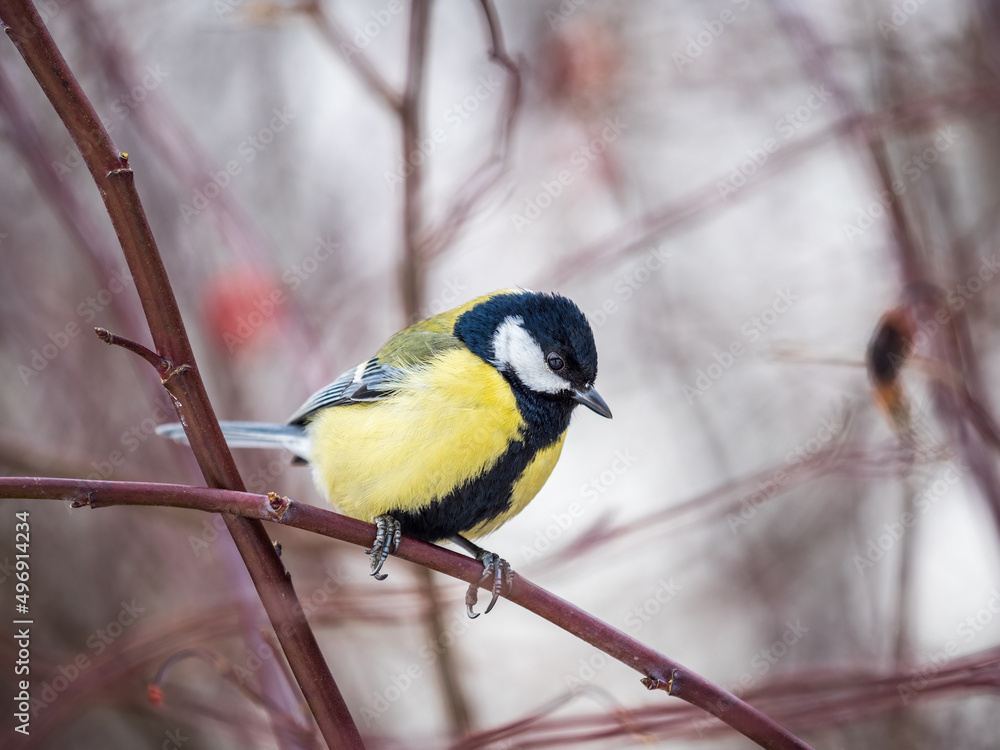 Naklejka premium Cute bird Great tit, songbird sitting on a branch without leaves in the autumn or winter.